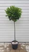 Vavrínovec lekársky Etna, guľa na kmienku, 90/110 cm kmienok, v črepníku Prunus laurocerasus Etna