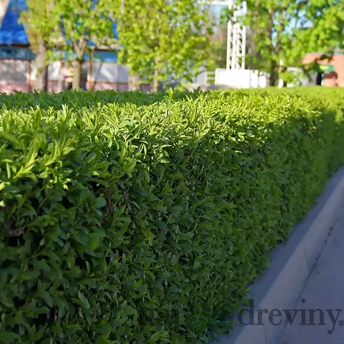 Vavrínovec lekársky Genolia 125/150 cm, v črepníku Prunus laurocerasus Genolia