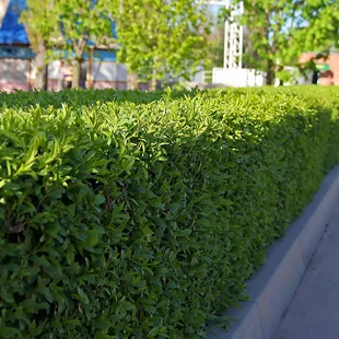 Vavrínovec lekársky Genolia 125/150 cm, v črepníku Prunus laurocerasus Genolia