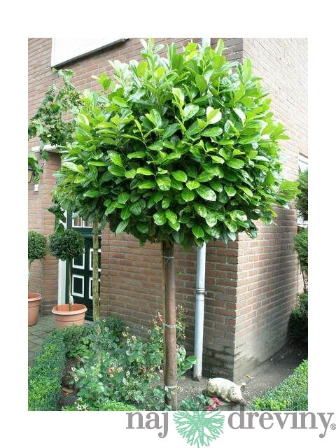 Vavrínovec lekársky guľa na kmienku 140/160 cm, obvod 12-14 cm, v črepníku Prunus laurocerasus
