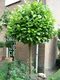 Vavrínovec lekársky guľa na kmienku 200/220 cm, v črepníku Prunus laurocerasus