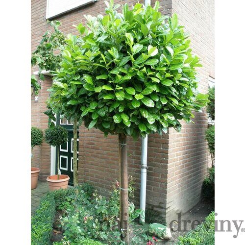 Vavrínovec lekársky guľa na kmienku 200/220 cm, v črepníku Prunus laurocerasus