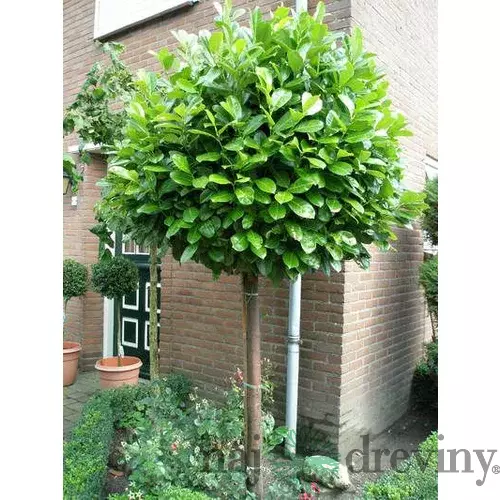 Vavrínovec lekársky guľa na kmienku 200/220 cm, v črepníku Prunus laurocerasus