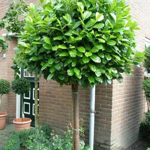 Vavrínovec lekársky guľa na kmienku 200/220 cm, v črepníku Prunus laurocerasus