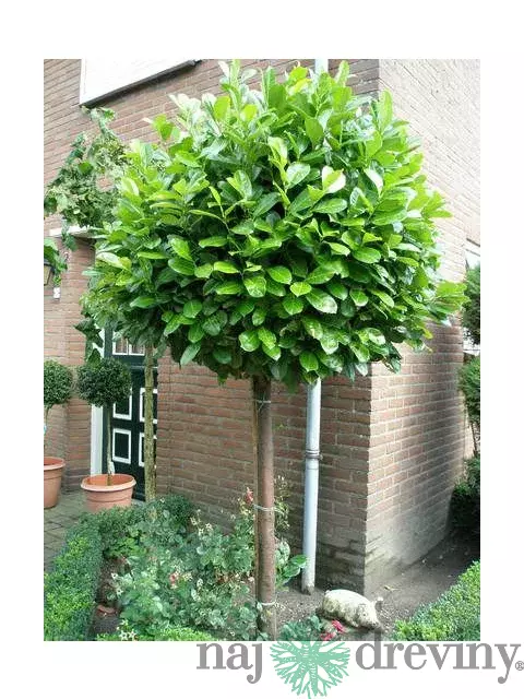 Vavrínovec lekársky guľa na kmienku 200/220 cm, v črepníku Prunus laurocerasus