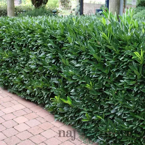 Vavrínovec lekársky Herbergii 25/30 cm, v črepníku Prunus laurocerasus Herbergii