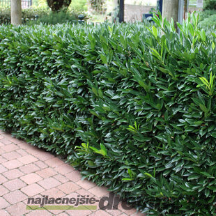 Vavrínovec lekársky Herbergii, výška 110/130 cm, v črepníku Prunus laurocerasus Herbergii
