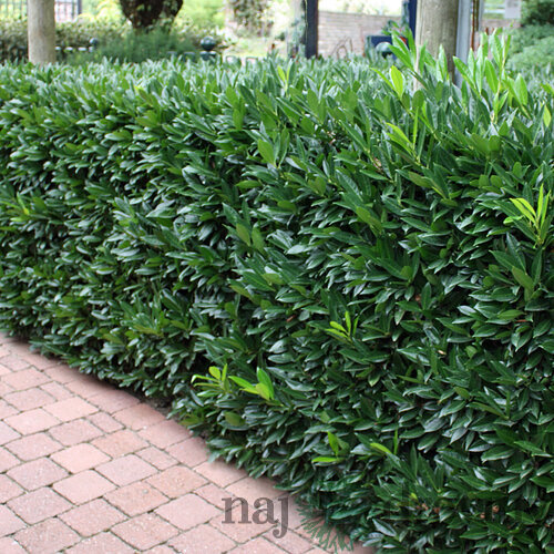 Vavrínovec lekársky Herbergii, výška 110/130 cm, v črepníku Prunus laurocerasus Herbergii