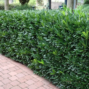 Vavrínovec lekársky Herbergii, výška 110/130 cm, v črepníku Prunus laurocerasus Herbergii