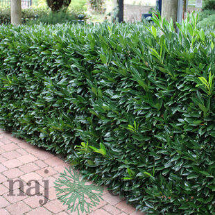 Vavrínovec lekársky Herbergii, výška 110/130 cm, v črepníku Prunus laurocerasus Herbergii