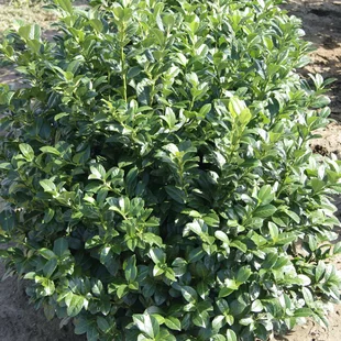 Vavrínovec lekársky Josa, 20/25 cm, v črepníku Prunus laurocerasus Josa