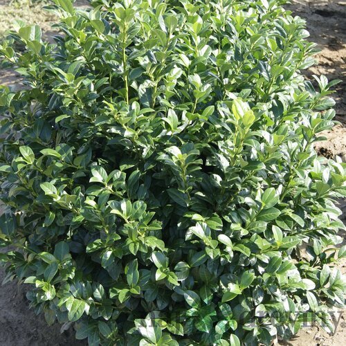 Vavrínovec lekársky Josa, 20/25 cm, v črepníku Prunus laurocerasus Josa
