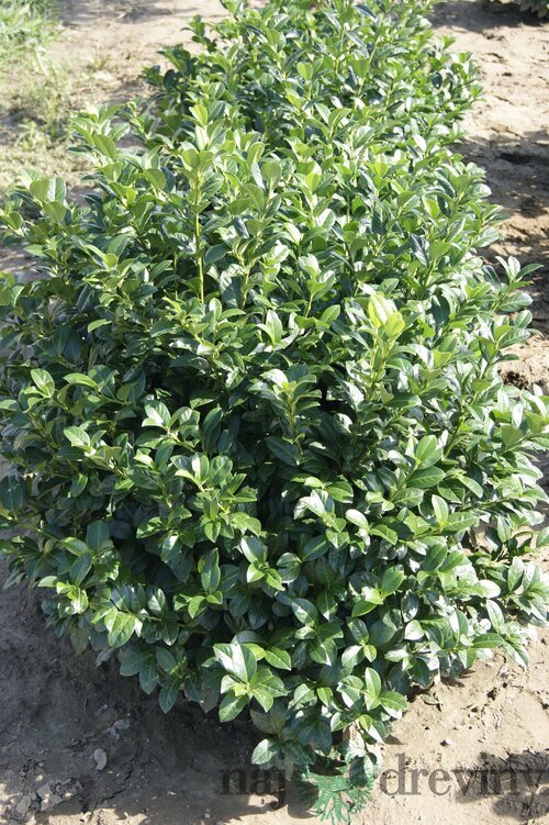 Vavrínovec lekársky Josa, 20/25 cm, v črepníku Prunus laurocerasus Josa