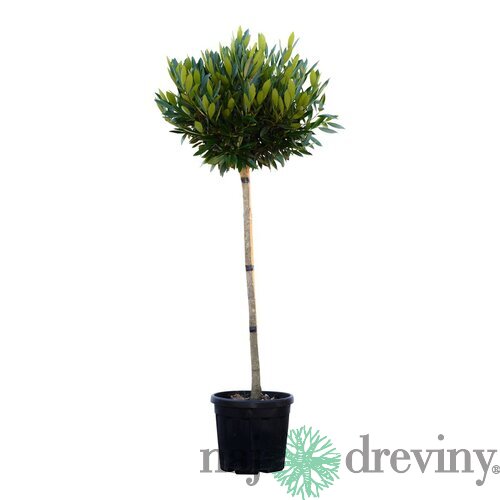 Vavrínovec lekársky Mano guľa na kmienku, 120 cm kmienok, v črepníku Prunus laurocerasus Mano