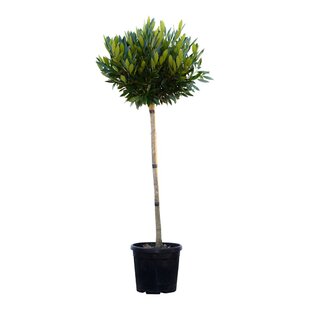 Vavrínovec lekársky Mano guľa na kmienku, 120 cm kmienok, v črepníku Prunus laurocerasus Mano