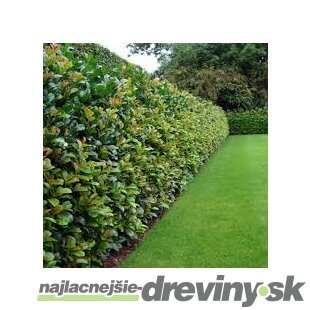 Vavrínovec lekársky Novita 110/130 cm, v črepníku 7/9 l Prunus laurocerasus Novita