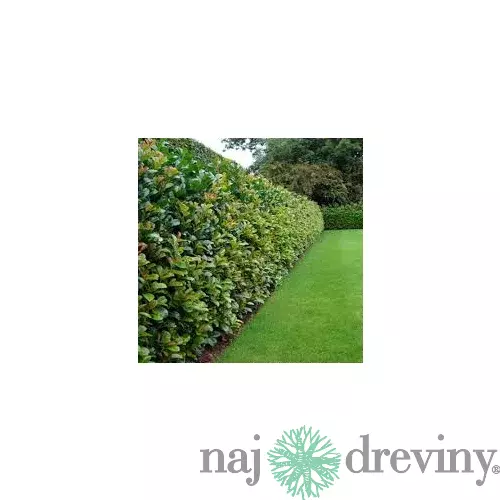 Vavrínovec lekársky Novita 110/130 cm, v črepníku 7/9 l Prunus laurocerasus Novita