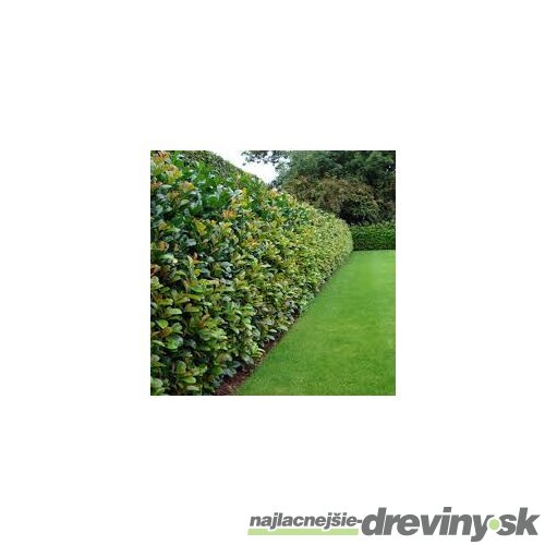 Vavrínovec lekársky Novita 110/130 cm, v črepníku 7/9 l Prunus laurocerasus Novita
