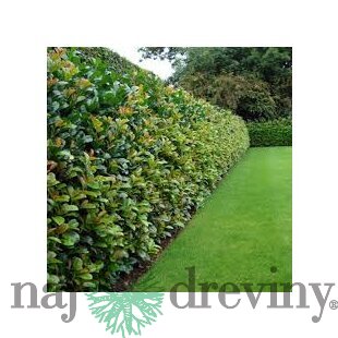 Vavrínovec lekársky Novita 110/130 cm, v črepníku 7/9 l Prunus laurocerasus Novita