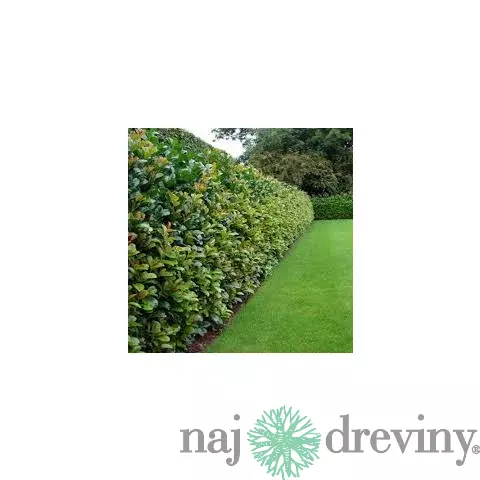 Vavrínovec lekársky Novita 110/130 cm, v črepníku 7/9 l Prunus laurocerasus Novita