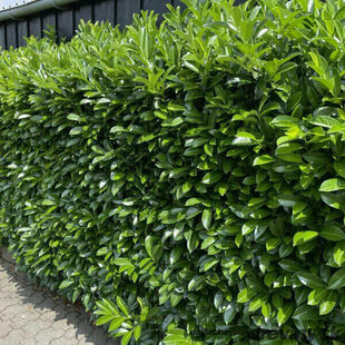 Vavrínovec lekársky Novita 60/80 cm, v črepníku Laurus cerasus Novita