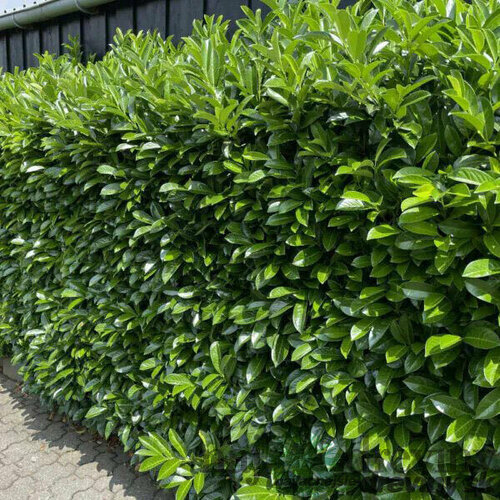 Vavrínovec lekársky Novita 60/80 cm, v črepníku Laurus cerasus Novita