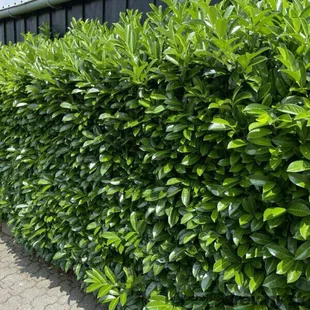 Vavrínovec lekársky Novita 60/80 cm, v črepníku Laurus cerasus Novita