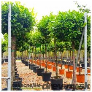 Vavrínovec lekársky Novita, na kmienku 140/180 cm, obvod 6/8 cm, v črepníku Prunus laurocerasus Novita
