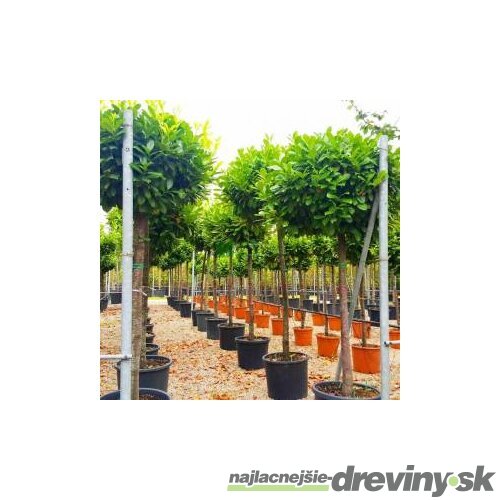 Vavrínovec lekársky Novita, na kmienku 140/180 cm, obvod 6/8 cm, v črepníku Prunus laurocerasus Novita