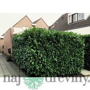 Vavrínovec lekársky Novita, výška 150/170 cm, v črepníku 10l Prunus laurocerasus Novita