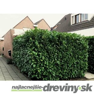 Vavrínovec lekársky Novita, výška 150/170 cm, v črepníku 10l Prunus laurocerasus Novita