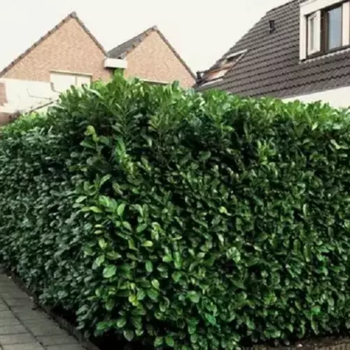 Vavrínovec lekársky Novita, výška 150/170 cm, v črepníku Prunus laurocerasus Novita