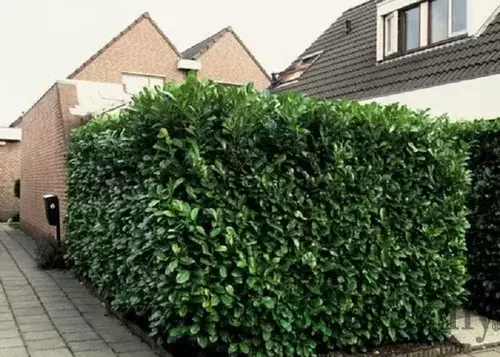 Vavrínovec lekársky Novita, výška 150/170 cm, v črepníku Prunus laurocerasus Novita