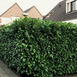 Vavrínovec lekársky Novita, výška 150/170 cm, v črepníku Prunus laurocerasus Novita