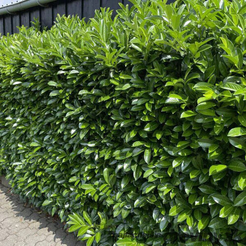 Vavrínovec lekársky Novita, výška 80/100 cm, v črepníku 5l Prunus laurocerasus Novita
