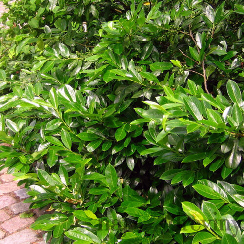 Vavrínovec lekársky Rotundifolia (okrúhlolistý ) 80/100 cm, v črepníku 5l Prunus laurocerasus Rotundifolia