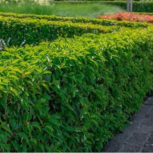 Vavrinovec Lusitanica Angustifolia, výška 220/250 cm, v črepníku Prunus lusitanica