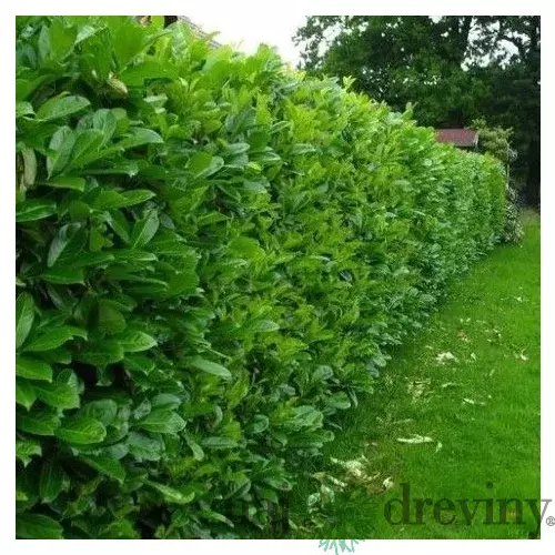 Vavrínovec Oto luyken, výška 30/40 cm, v črepníku Prunus Oto luyken