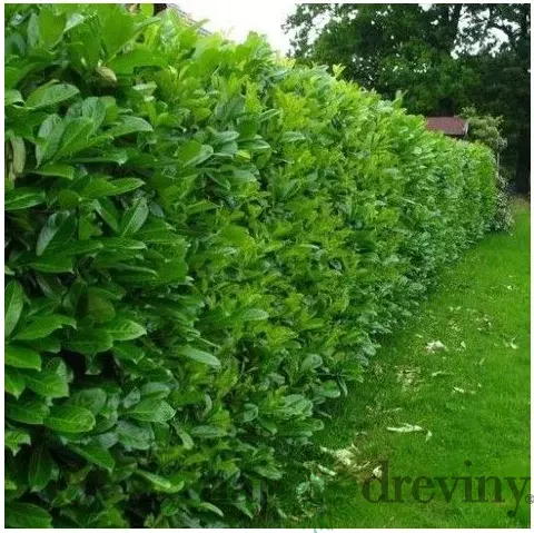 Vavrínovec Oto luyken, výška 30/40 cm, v črepníku Prunus Oto luyken