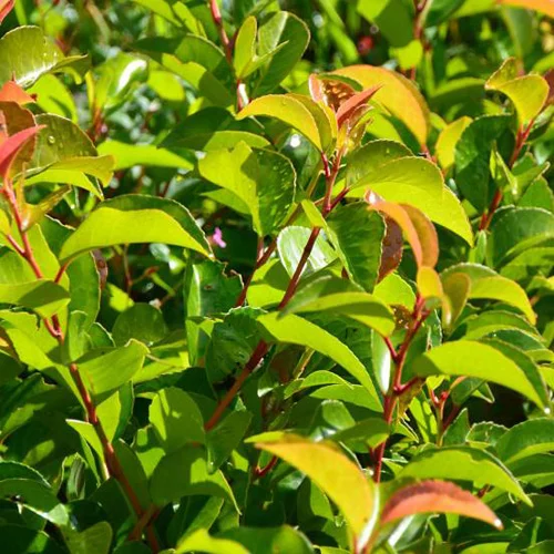 Vavrínovec portugalský Tico 15/25 cm, v črepníku Prunus lusitanica Tico