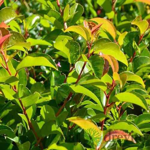 Vavrínovec portugalský Tico 15/25 cm, v črepníku Prunus lusitanica Tico