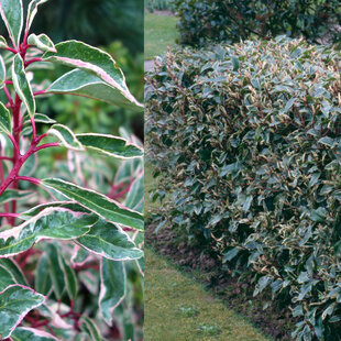 Vavrínovec portugalský Variegata 30/40 cm, v črepníku Prunus lusitanica Variegata