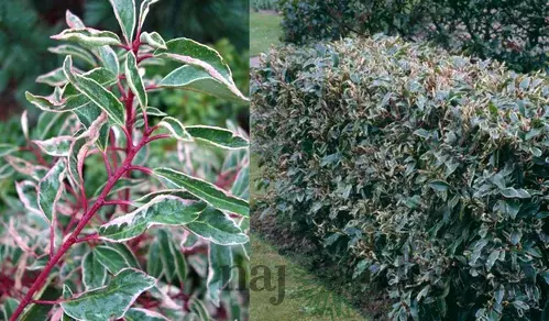 Vavrínovec portugalský Variegata 30/40 cm, v črepníku Prunus lusitanica Variegata