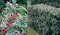 Vavrínovec portugalský Variegata 30/40 cm, v črepníku Prunus lusitanica Variegata