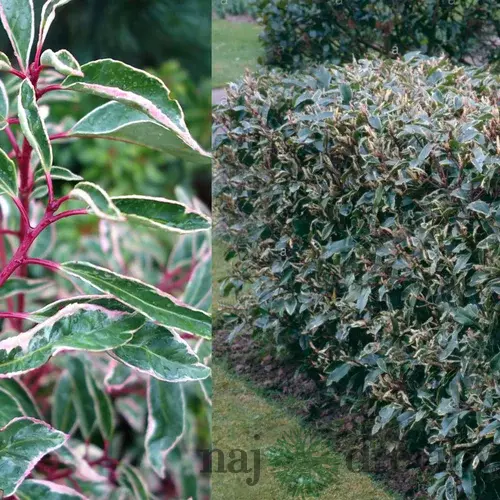 Vavrínovec portugalský Variegata 30/40 cm, v črepníku Prunus lusitanica Variegata