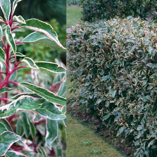 Vavrínovec portugalský Variegata 30/40 cm, v črepníku Prunus lusitanica Variegata