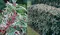 Vavrínovec portugalský Variegata 30/40 cm, v črepníku Prunus lusitanica Variegata