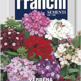Verbena -železník – GRANDIFLORA MIX
