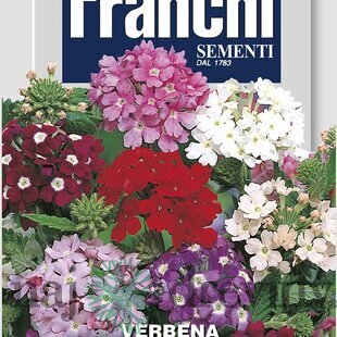 Verbena -železník – GRANDIFLORA MIX
