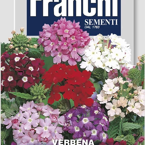 Verbena -železník – GRANDIFLORA MIX